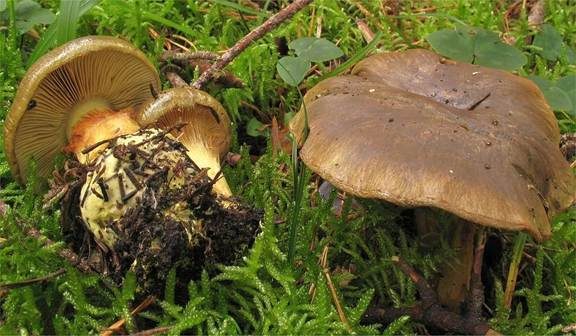 Schwarzgrüner Klumpfuß, Foto 3