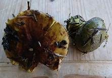 Schwarzgrüner Klumpfuß, Foto 14