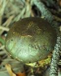 Schwarzgrüner Klumpfuß, Foto 6