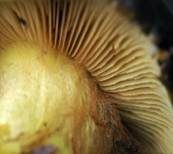 Schwarzgrüner Klumpfuß, Foto 7