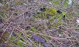 Schwarzweiße Rippen-Becherlorchel, Foto 10