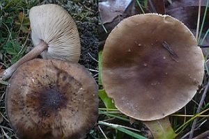 Schwarzweißer Weichritterling, Foto 1