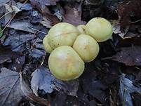 Schwefelschüppling, Foto 21