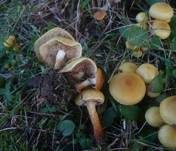 Schwefelschüppling, Foto 22
