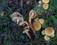 Schwefelschüppling, Foto 29