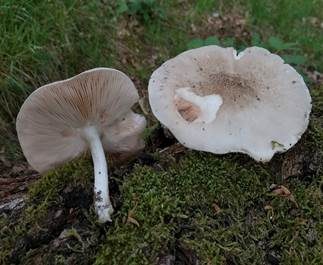 Seidiger Dachpilz, Foto 6