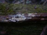 Seidiger Membranrindenpilz, Foto 6