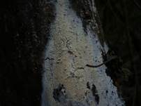 Seidiger Membranrindenpilz, Foto 7