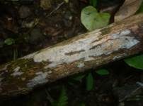 Seidiger Membranrindenpilz, Foto 8