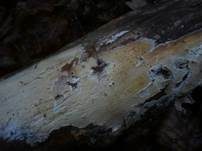 Seidiger Membranrindenpilz, Foto 9