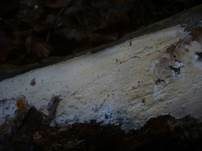 Seidiger Membranrindenpilz, Foto 10