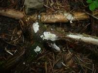 Seidiger Membranrindenpilz, Foto 11