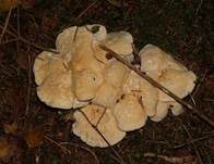 Semmelstoppelpilz, Foto 5