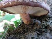 Shiitake, Foto 16