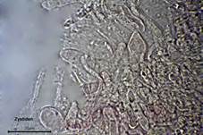 Shiitake, Foto 22