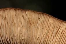 Shiitake, Foto 10