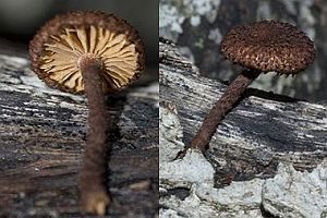 Sparriger Holzschüppling, Foto 1