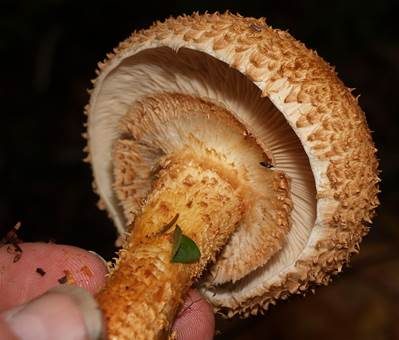 Sparriger Schüppling, Foto 4