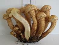 Sparriger Schüppling, Foto 31