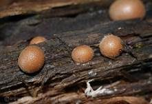 Blutmilchpilz, Foto 7