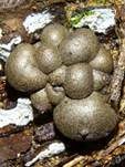 Blutmilchpilz, Foto 77