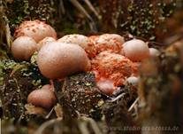 Blutmilchpilz, Foto 10