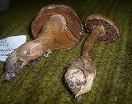 Spitzbasiger Dickfuß, Foto 6