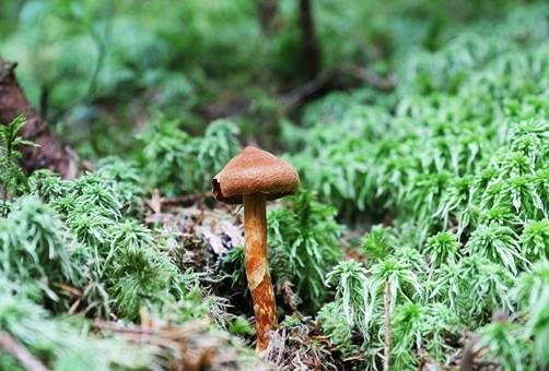 Spitzgebuckelter Raukopf, Foto 5