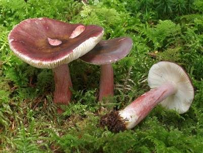 Stachelbeertäubling, Foto 2