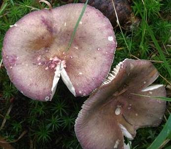 Stachelbeertäubling, Foto 3
