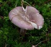 Stachelbeertäubling, Foto 12