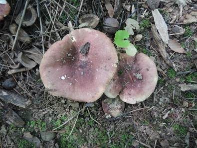Blutroter Ledertäubling, Foto 4