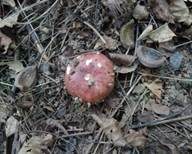 Blutroter Ledertäubling, Foto 8