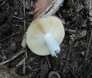 Blutroter Ledertäubling, Foto 9