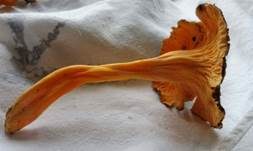 Starkriechender Trompetenpfifferling, Foto 16