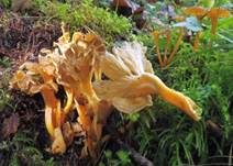 Starkriechender Trompetenpfifferling, Foto 17