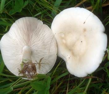 Steifstieliger Weichritterling, Foto 3