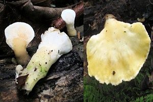 Stielsaftporling, Foto 1