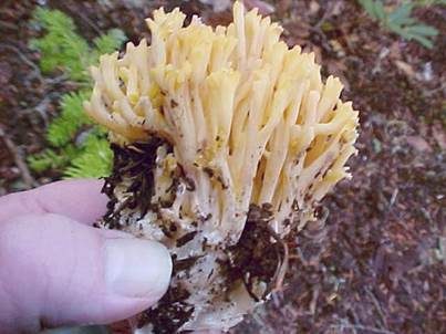 Blutrotfleckende Koralle, Foto 3