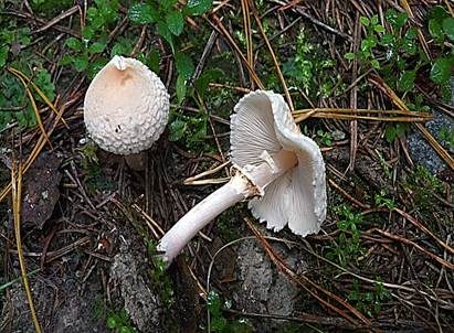 Stinkschirmling, Foto 2