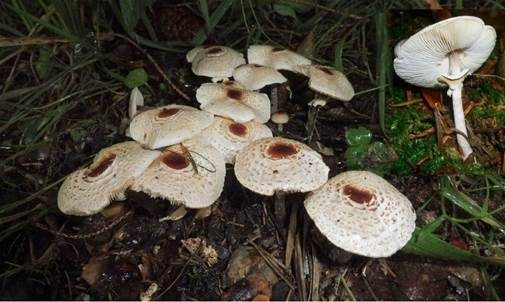 Stinkschirmling, Foto 3