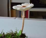 Stinkschirmling, Foto 15