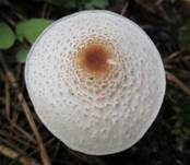 Stinkschirmling, Foto 16