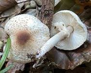 Stinkschirmling, Foto 27