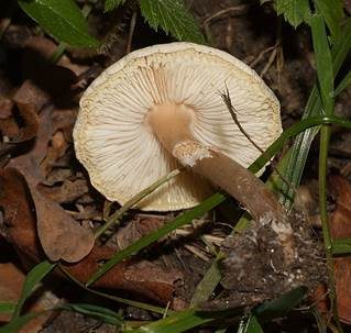 Stinkschirmling, Foto 5