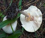 Stinkschirmling, Foto 7
