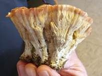 Striegeliger Kreiselpilz, Foto 19