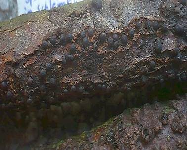 Subiculum-Schwarzbrust, Foto 3