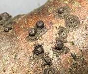 Subiculum-Schwarzbrust, Foto 9