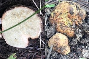 Südlicher Gelbwurzeltrüffel, Foto 1